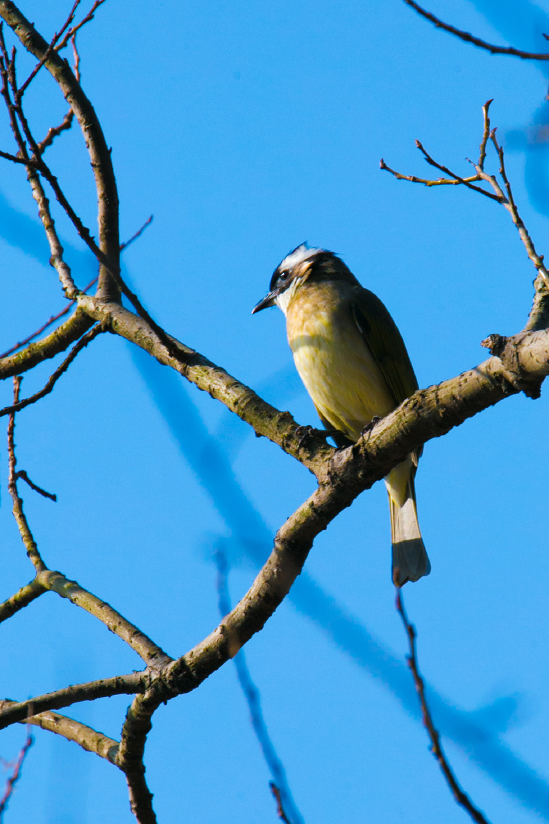 白头鹎 是我国特有鸟类,是中国长江流域及其以南广大地区的常见鸟类