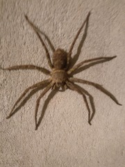 254