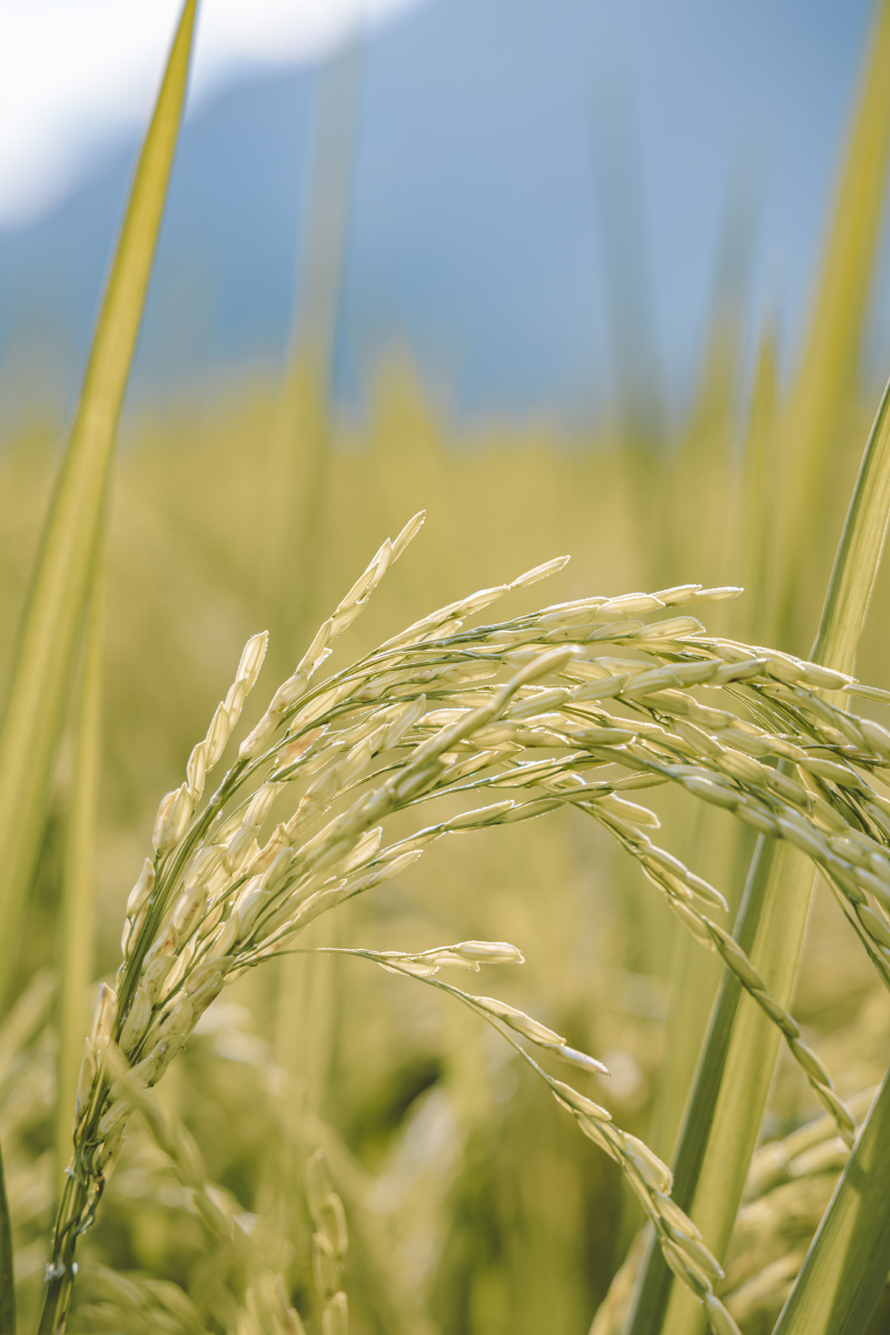 金灿灿的稻田一定很好看