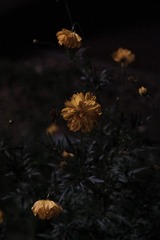 C186A596-910A-4EA9-AB32-F425A02A16E9/L0/001