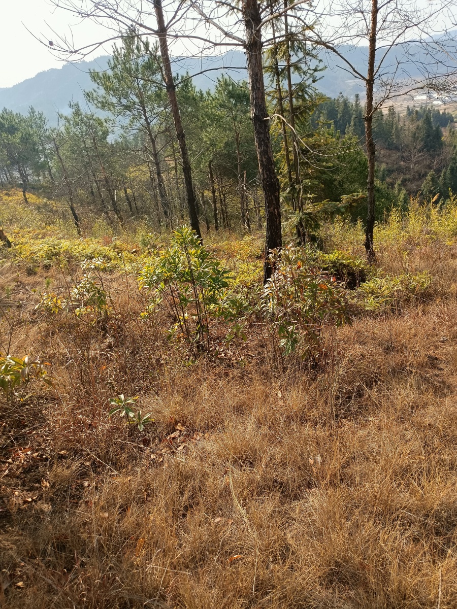 农村山野间 - 辣白菜185 - 图虫