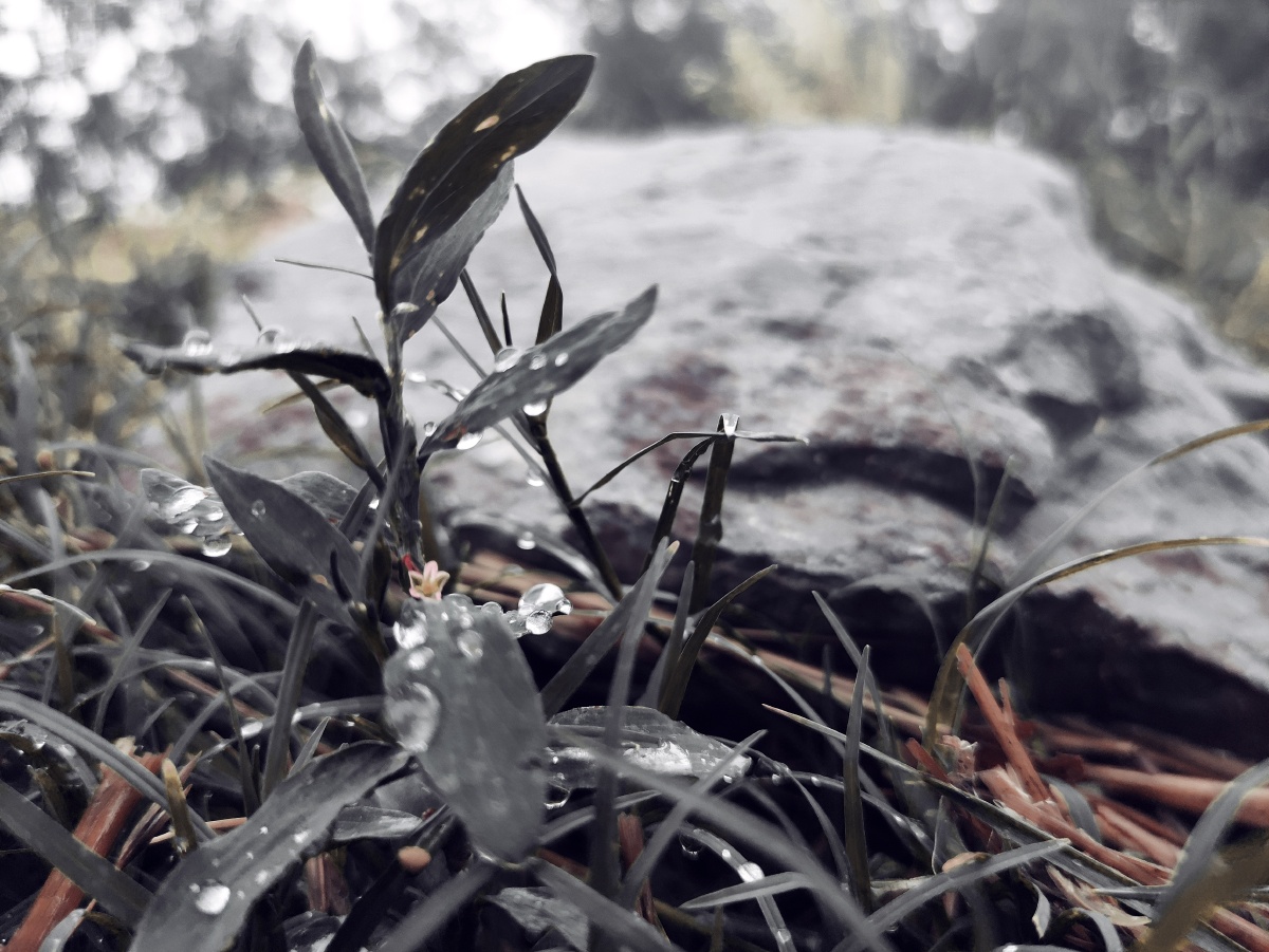 雨中的街道多了几分凄凉与孤独