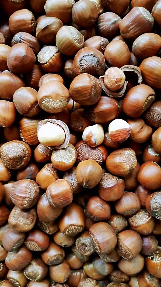 榛子和松子