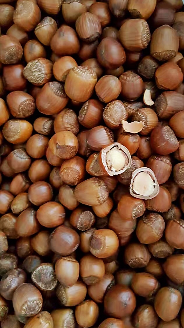 榛子和松子