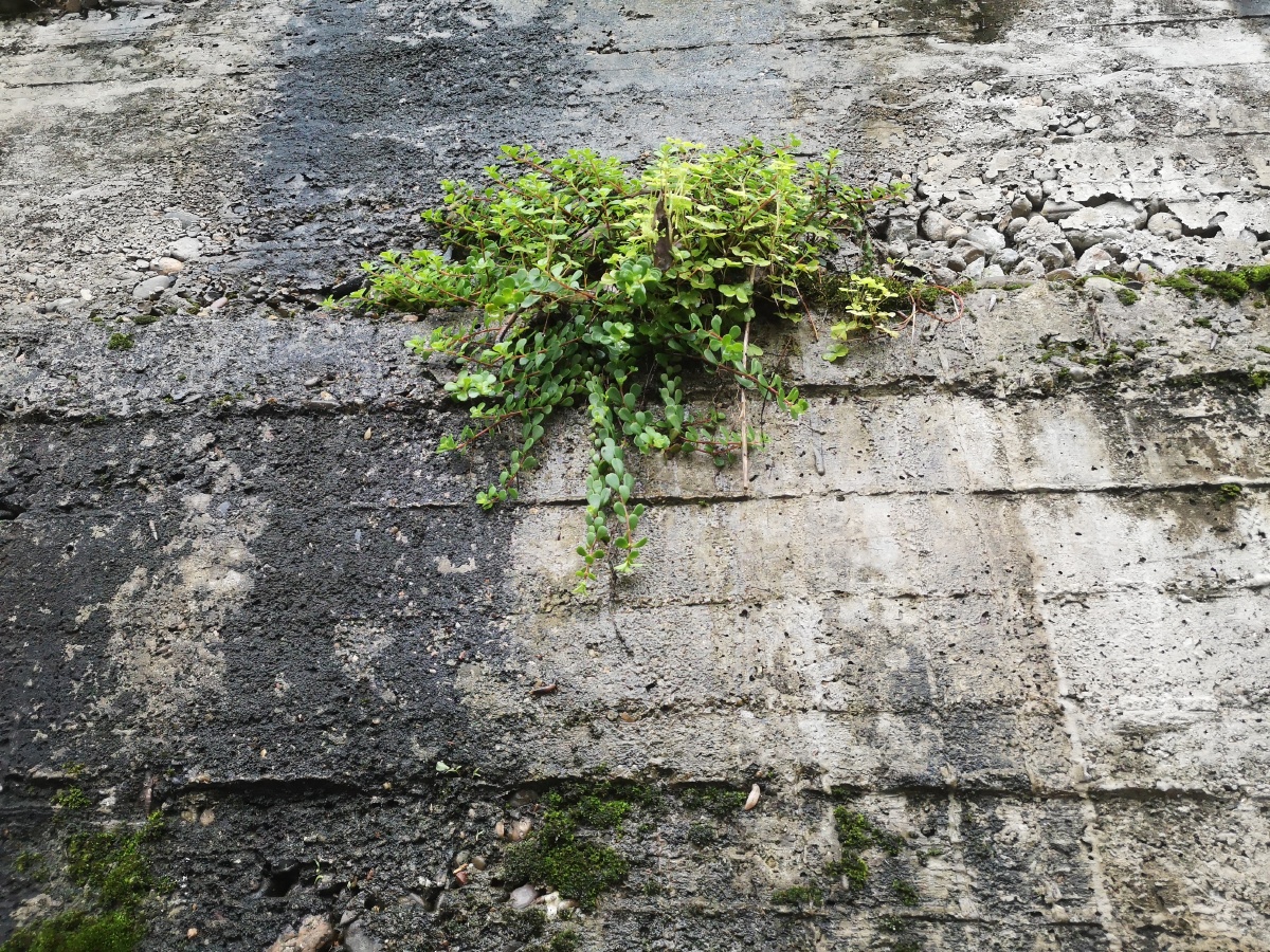 石头缝里的植物