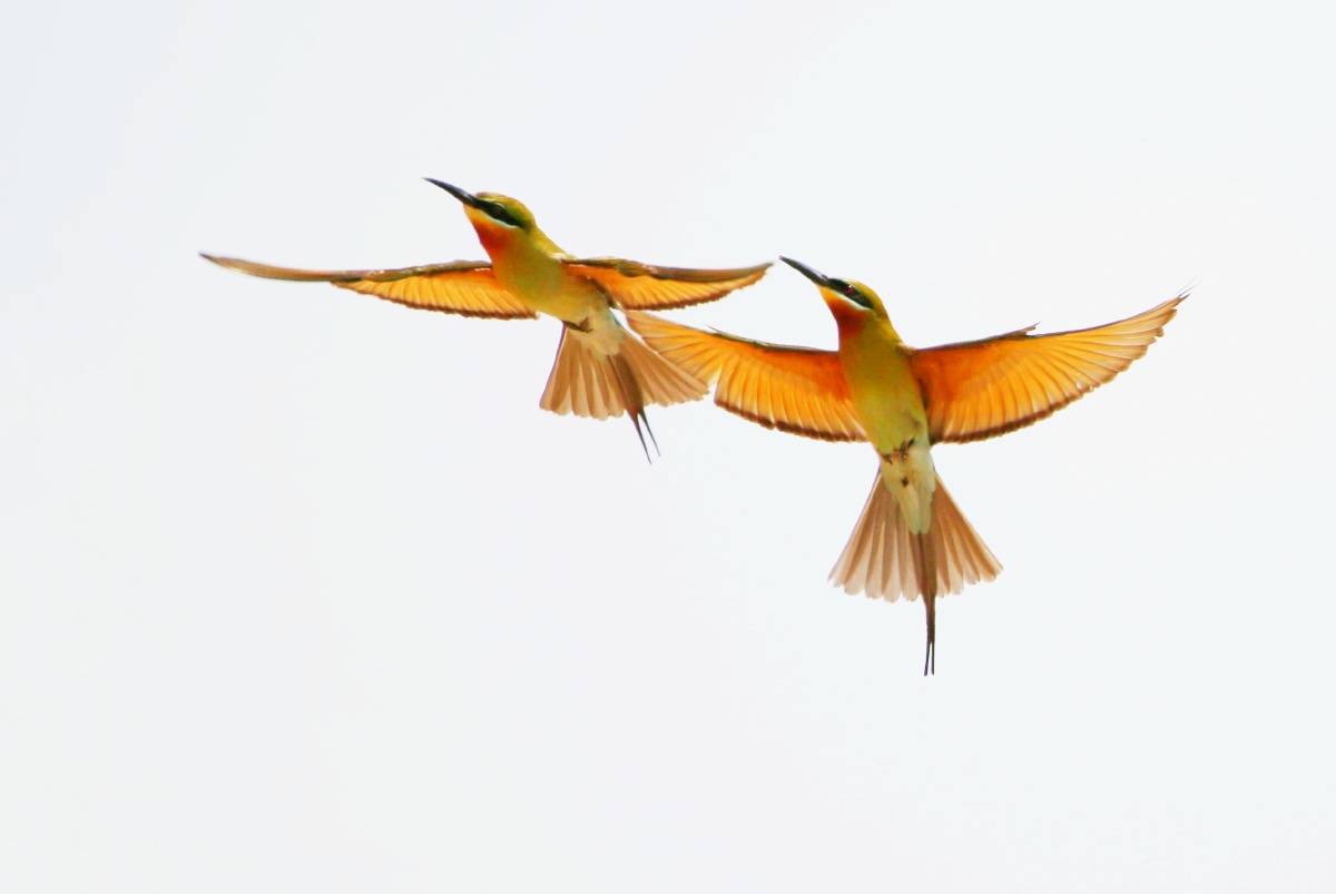 比翼双飞 - 燕方行 - 图虫