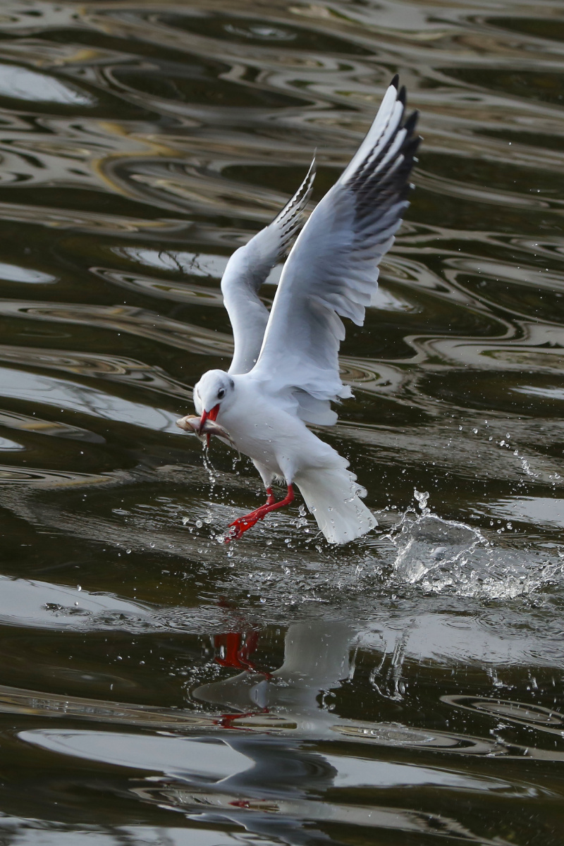 海鸥捕鱼精彩瞬间