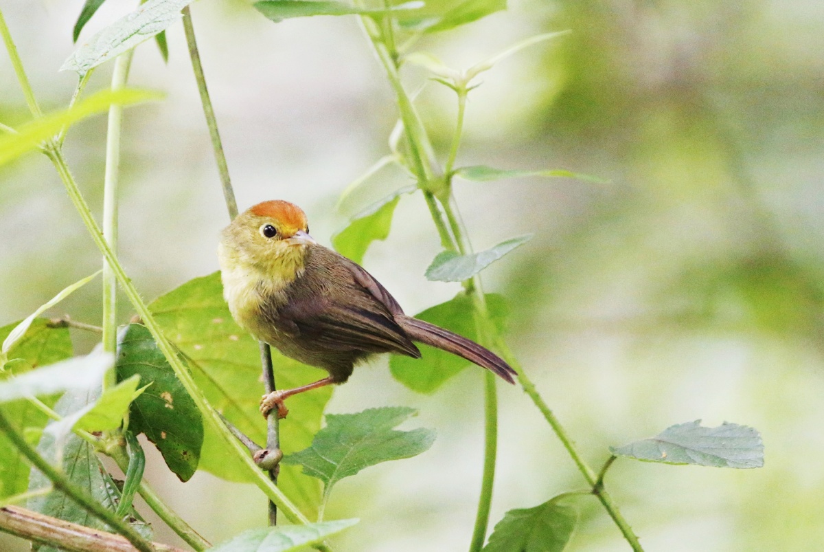 红头穗鹛 - 燕方行 - 图虫