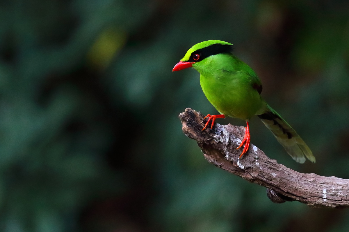 蓝绿鹃一组展现野性之美自然之美