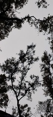 1000053775