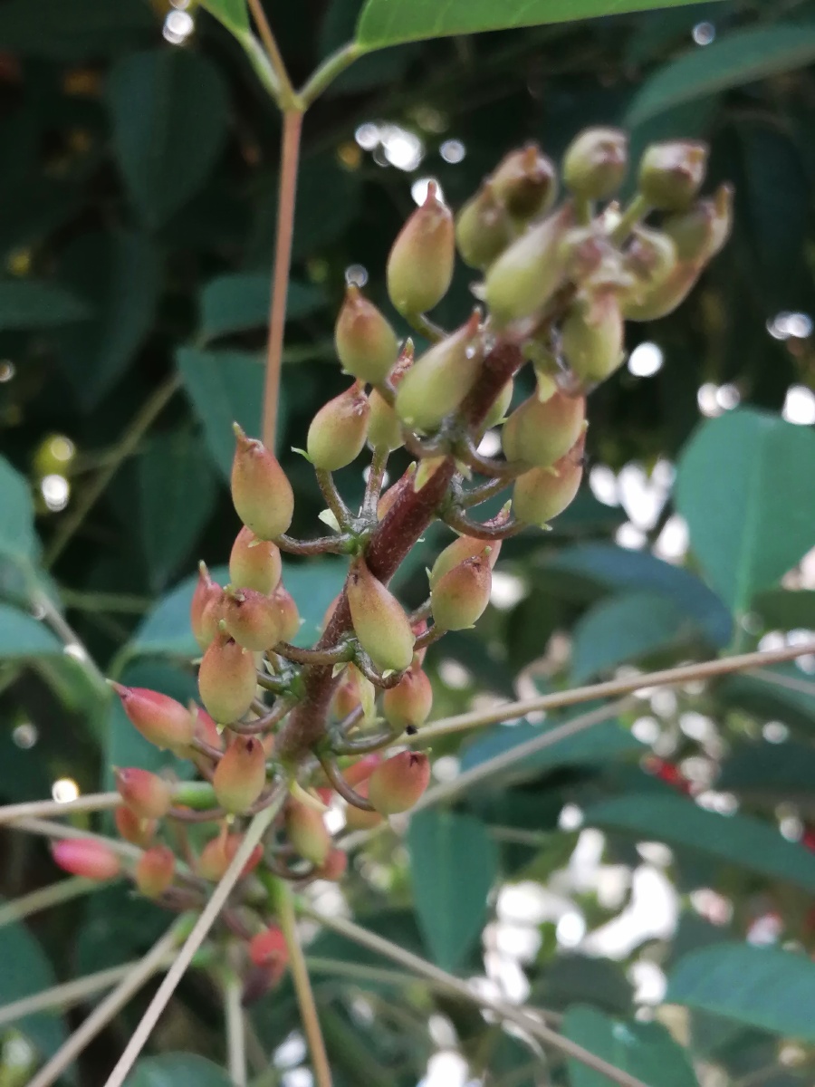 鸡冠赤桐--珍惜便是爱鸡冠刺桐的花语是珍惜身边的人,珍惜身边的幸福.