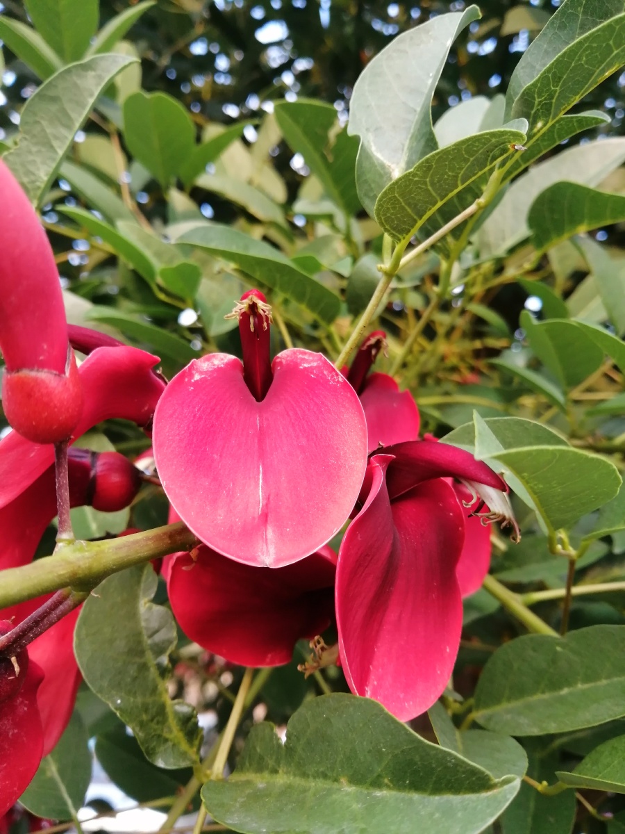 鸡冠赤桐--珍惜便是爱鸡冠刺桐的花语是珍惜身边的人,珍惜身边的幸福.
