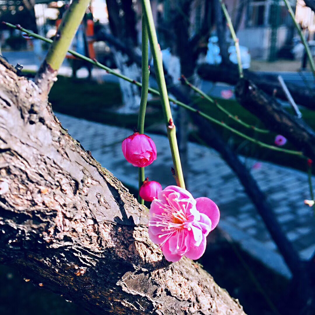 尽情绽放～枯树开花了