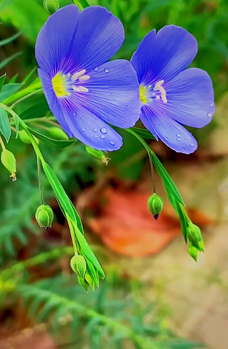 什么都没有花更让人赏心悦目了