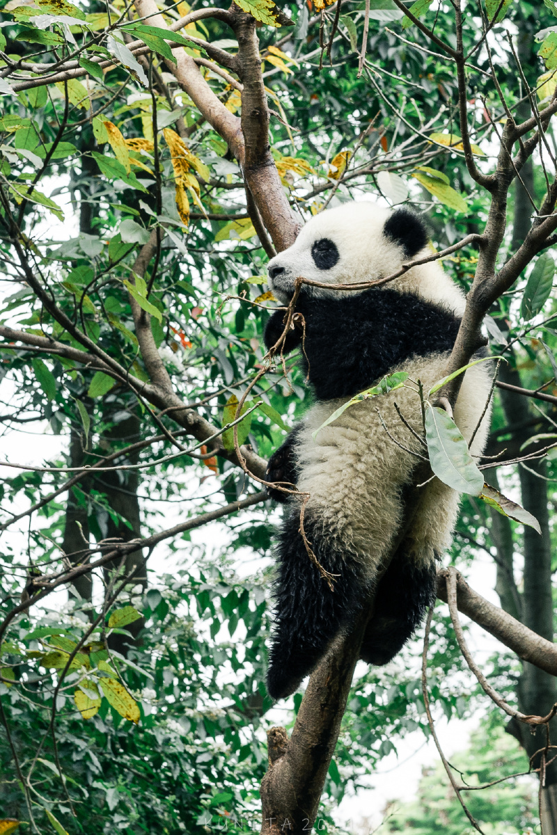 滚滚如其名成都大熊猫繁育基地做一次野生摄影师