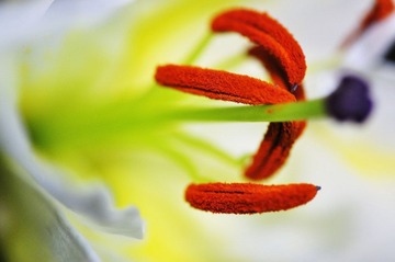 百合花蕊