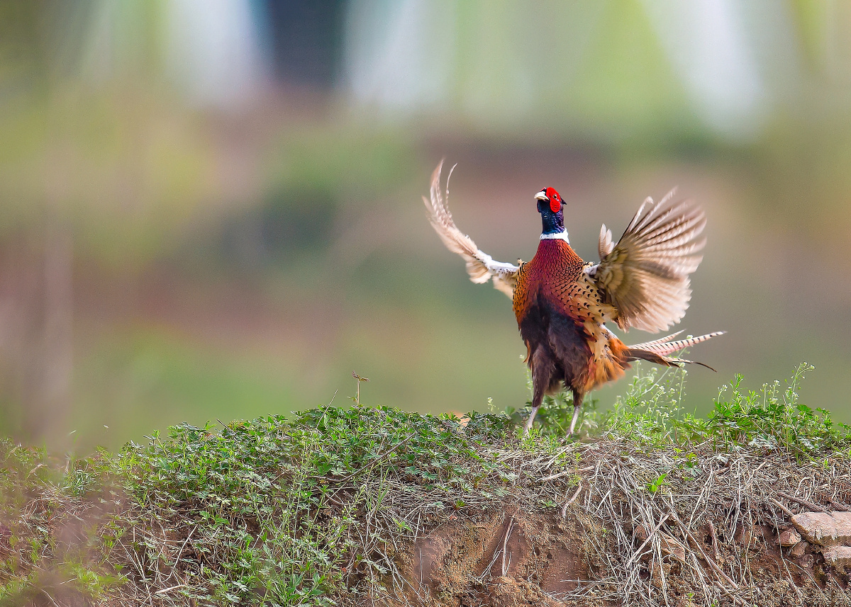 雄鸡展翅欲飞或许它在召唤配偶呢