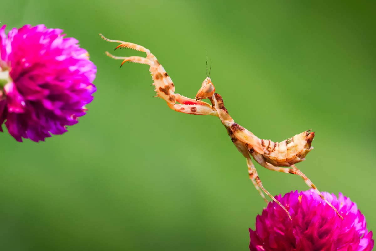 螳螂幼虫在只会跳不能飞经过7次蜕变之后它才长出翅膀