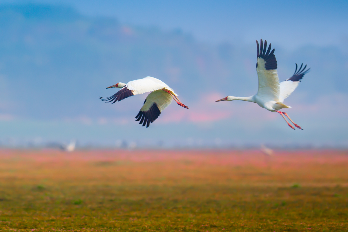 一对儿来鄱阳湖湿地越冬的白鹤在花海之上自由飞翔好不惬意啊