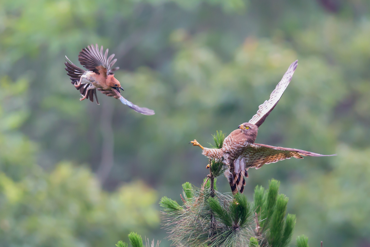 面对强悍的鵟鹰娇小的松鸦毫不晨惧英勇撕条