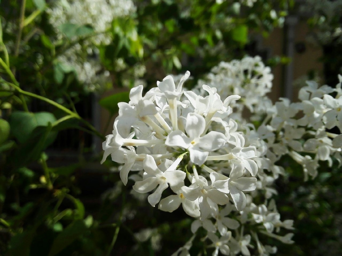 一朵春天里洁白的丁香花,在绿叶的映衬下格外美丽