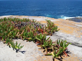 20100210悉尼 029_Botany Bay Nation