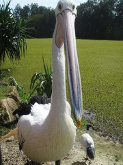 20100216 Gold Coast 047_鸟乐园
