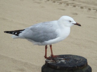 20100216 Gold Coast beach_119