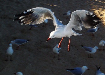 20100217 083