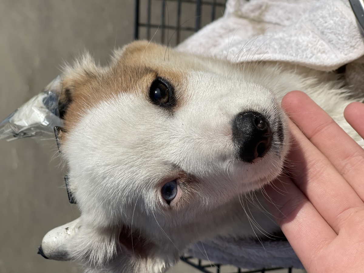 不一样眼睛的柯基