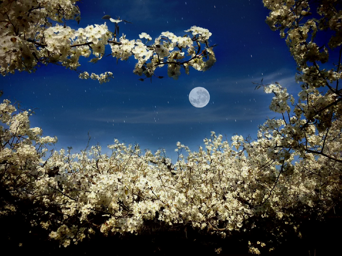 月照梨花白