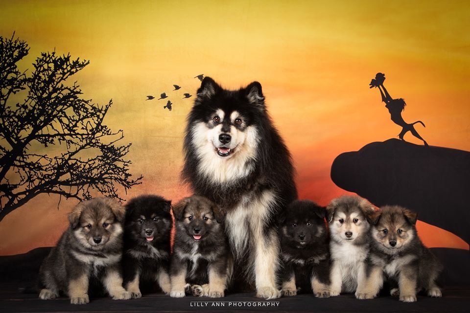 一家人就是要整整齐齐的kate摄影背景布关注