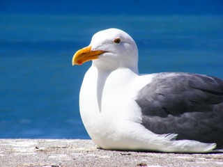 83575