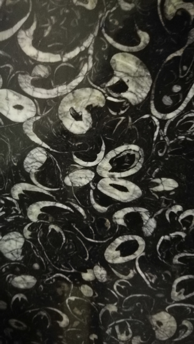 三亿年鸮头贝腕足古生物化石