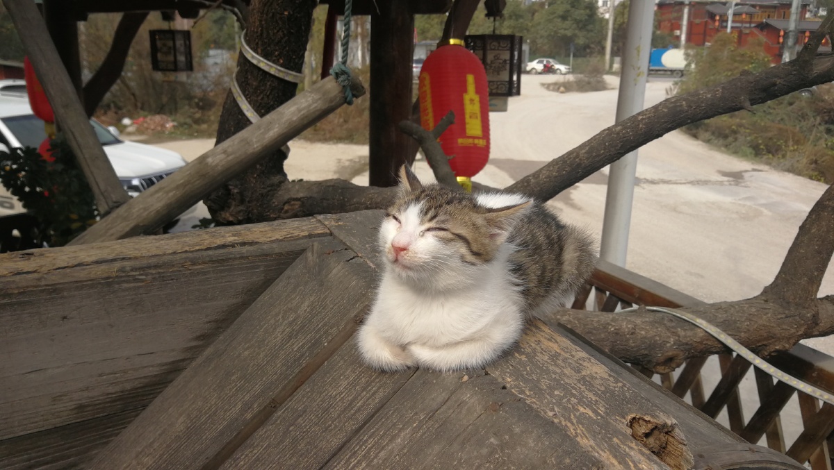 阳光懒懒的猫儿懒懒得