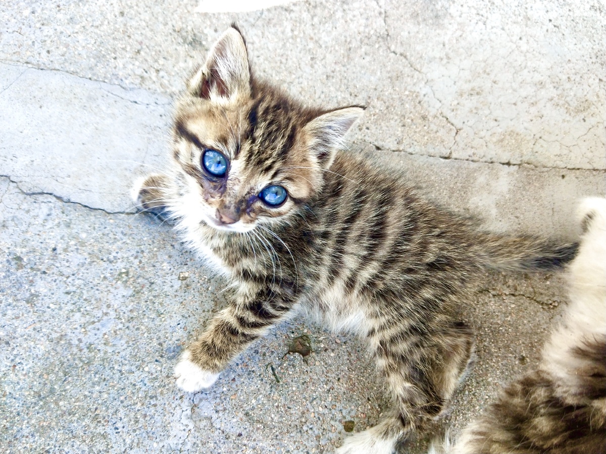 可爱的小猫咪,生活中的点点滴滴缺少不了你的陪伴