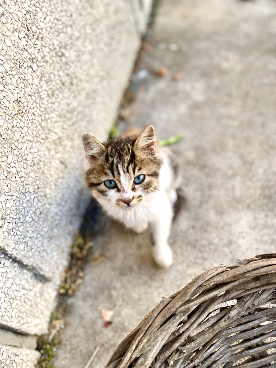 可爱的小猫咪生活中的点点滴滴缺少不了你的陪伴
