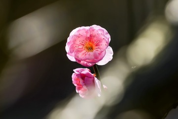 1910461