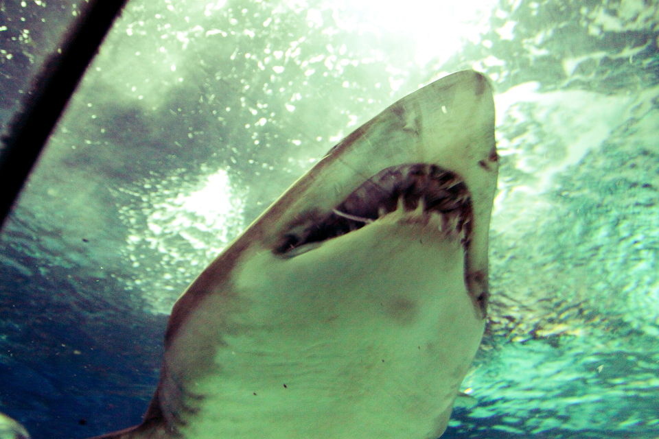 鲨头哥 br /> 这鲨鱼牙口好呀.