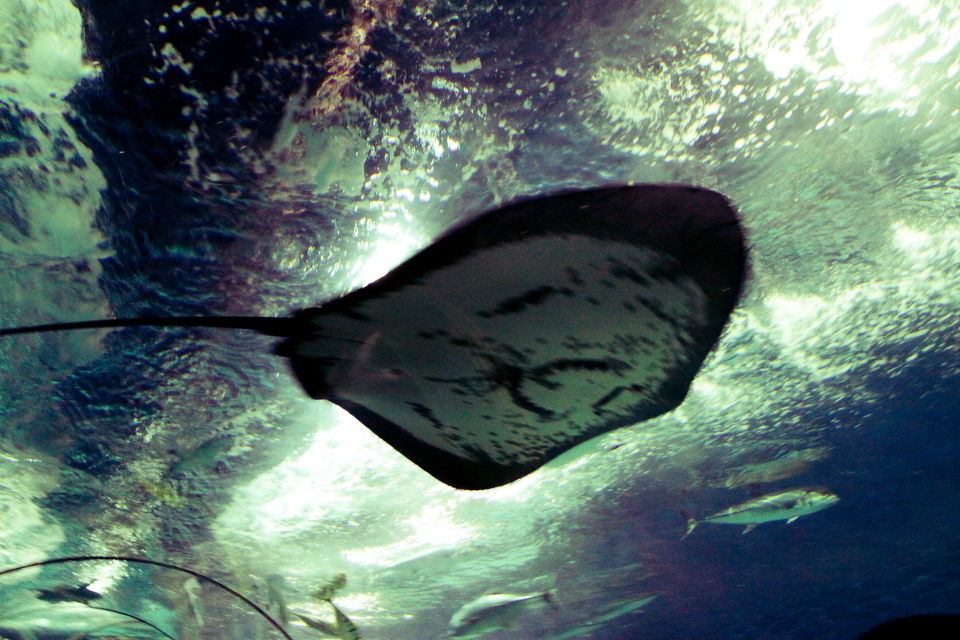 飞行者"电鳐" br /> 传说触须会发电光的.