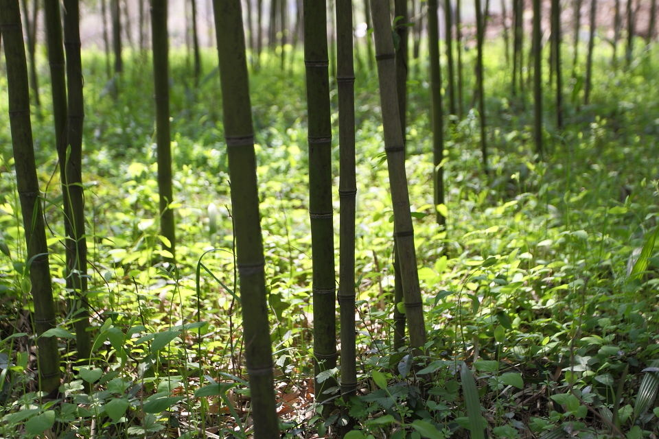 小竹林