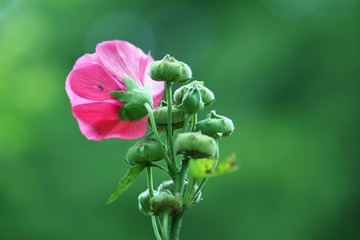 像花儿一样执着