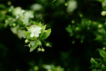 像花儿一样寂静