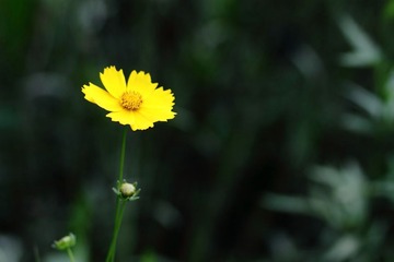 像花儿一样寂寞