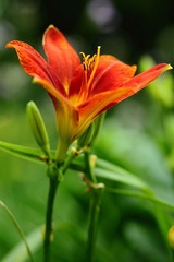像花一样艳丽