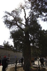古树