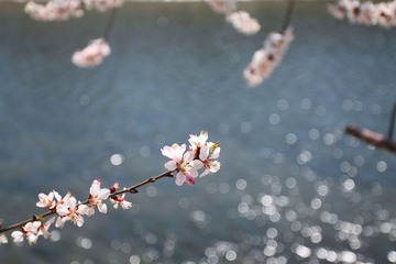 桃