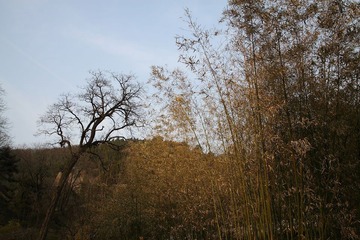 枯竹林