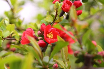 花中一点黄