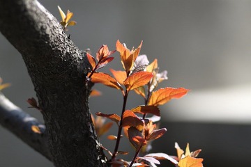 _MG_7103.JPG